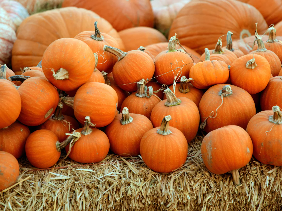 Pile of orange pumpkins on a hay bale.